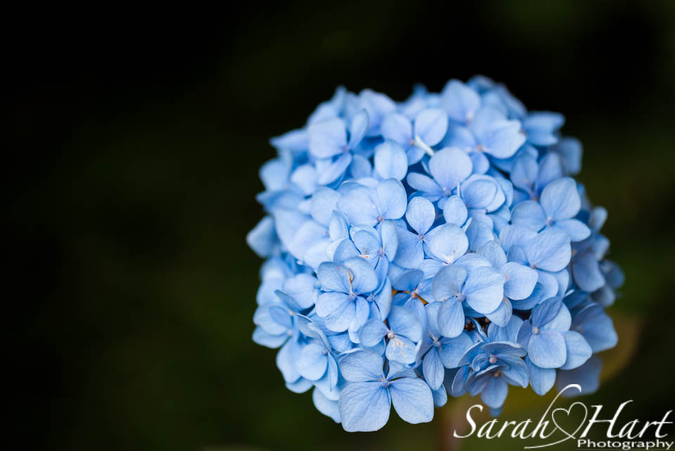 macro photos of flowers, Sarah Hart Photography