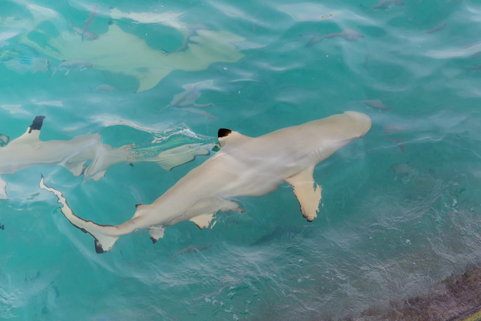 black tip reef shark on holiday in maldives
