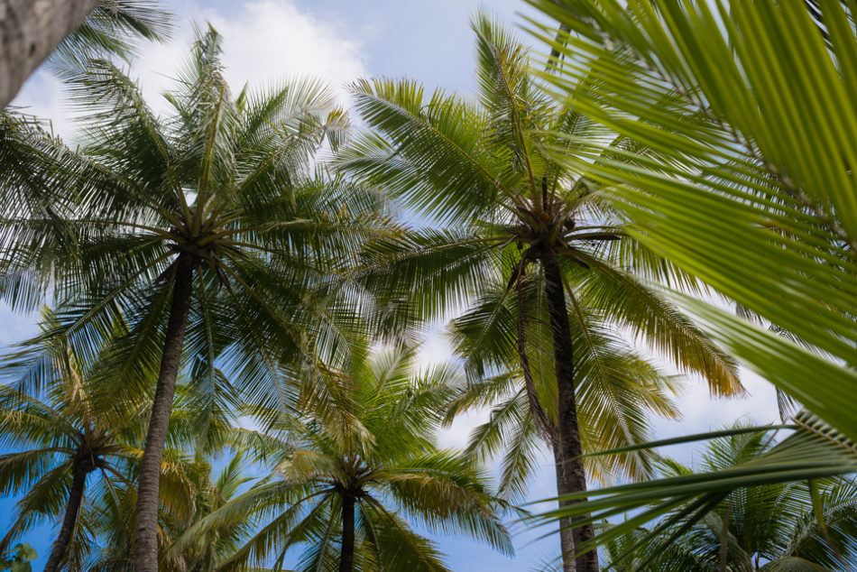 palm tree patterns take interesting photos on holiday